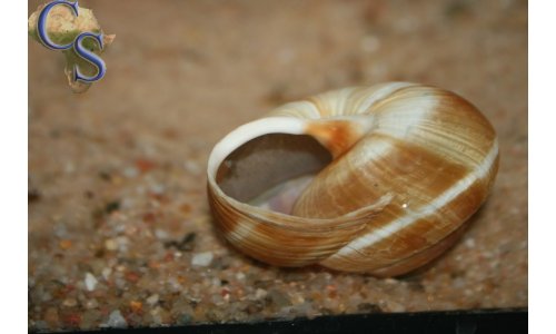 Neolamprologus calliurus
